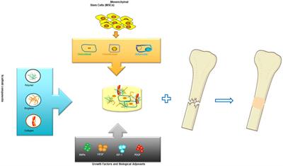 Bioactive glass-collagen/poly (glycolic acid) scaffold nanoparticles exhibit improved biological properties and enhance osteogenic lineage differentiation of mesenchymal stem cells